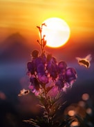 marco shot photography of purple flower