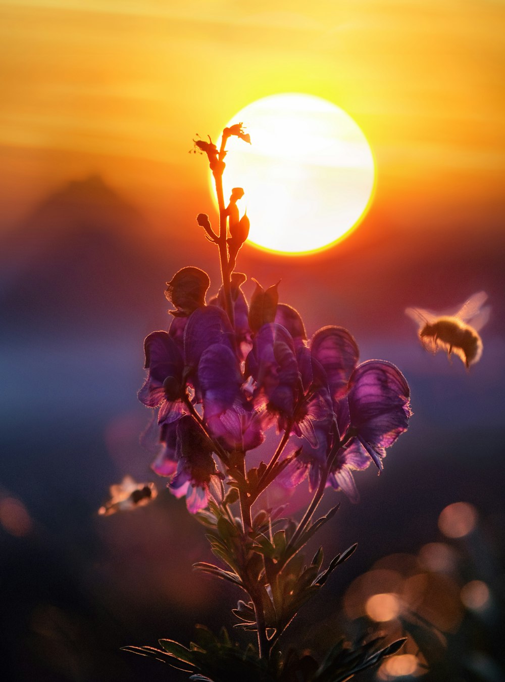 marco shot photography of purple flower