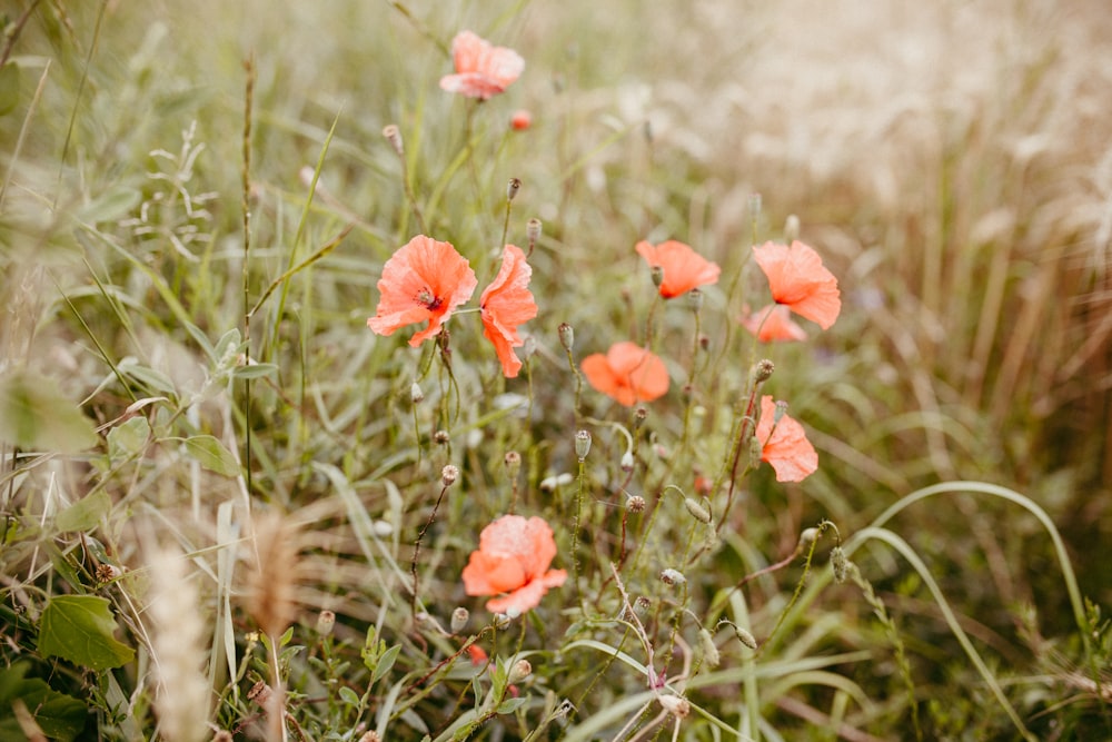foto de closeup de flores vermelhas