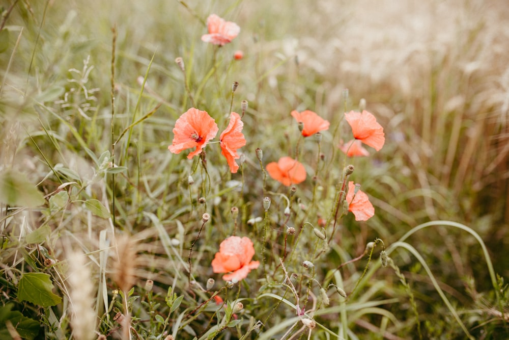 Foto de primer plano de flores rojas