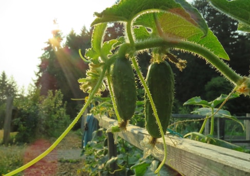 Two cucumbers hang from a vine in a garden setting, illuminated by sunlight streaming through the leaves. The background features lush greenery and a wooden fence, with the soft glow of the sun creating a serene atmosphere.