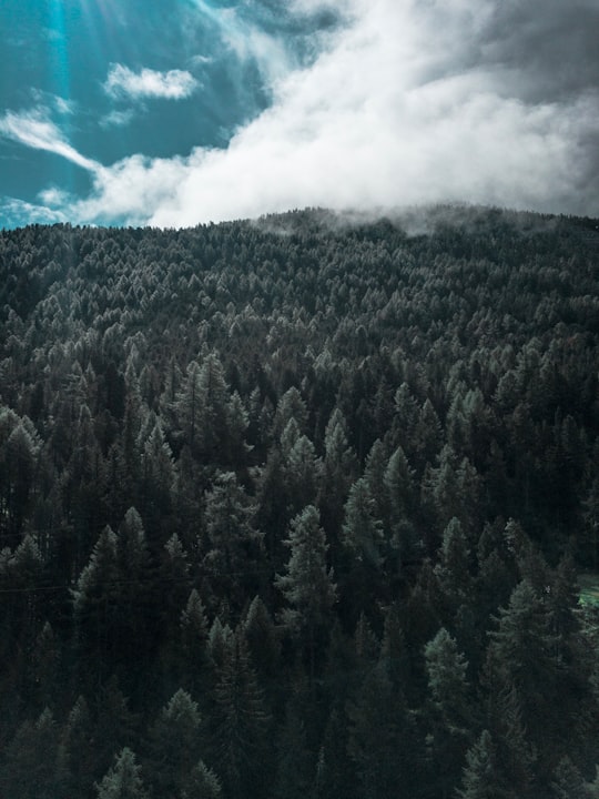 green trees in Saas-Fee Switzerland