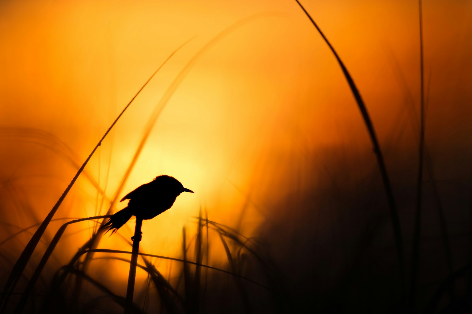 Nikon AF-S Nikkor 500mm F4G ED VR sample photo. Silhouette of bird photography