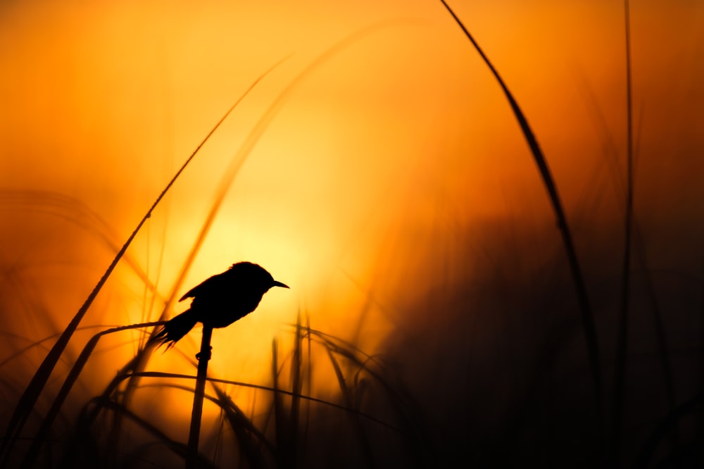 silhouette di uccello