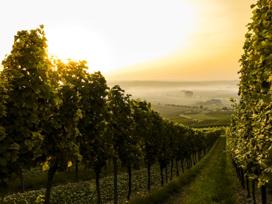 Local English Vineyard Tours
