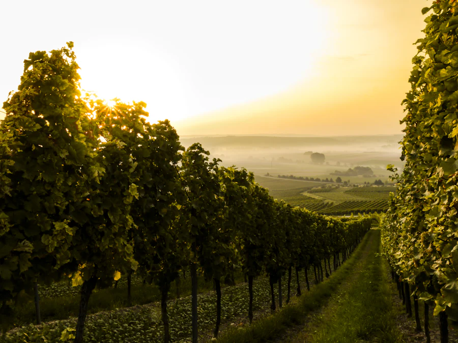 Vale do Douro entra no pódio mundial do enoturismo pela primeira vez