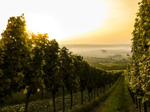 Wine Barrell Cellar and Tasting Room