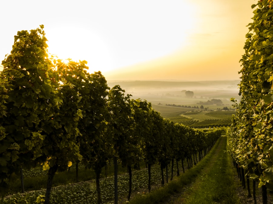 Tamar Valley vineyard in morning mist, Tasmania