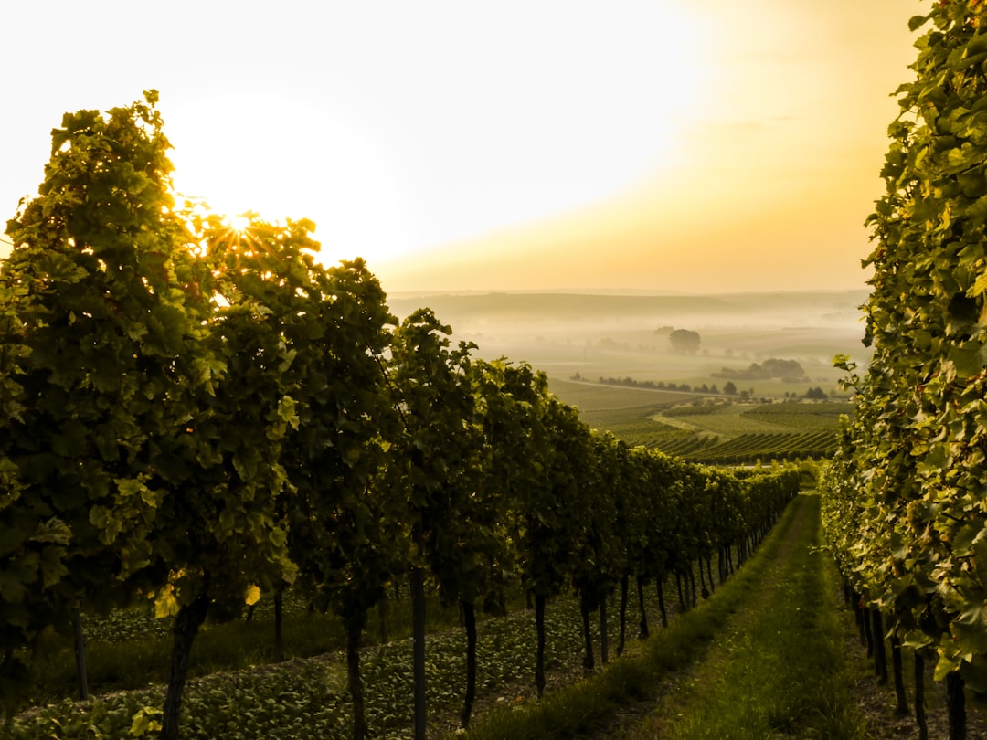 wine vineyard