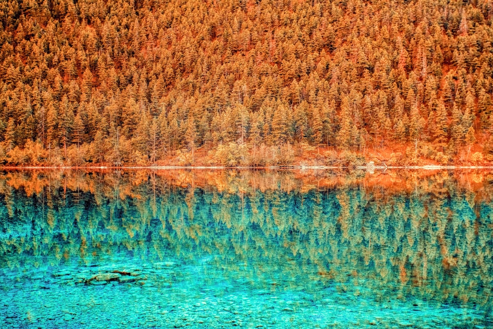fotografia de paisagem do reflexo de árvores marrons no corpo d'água