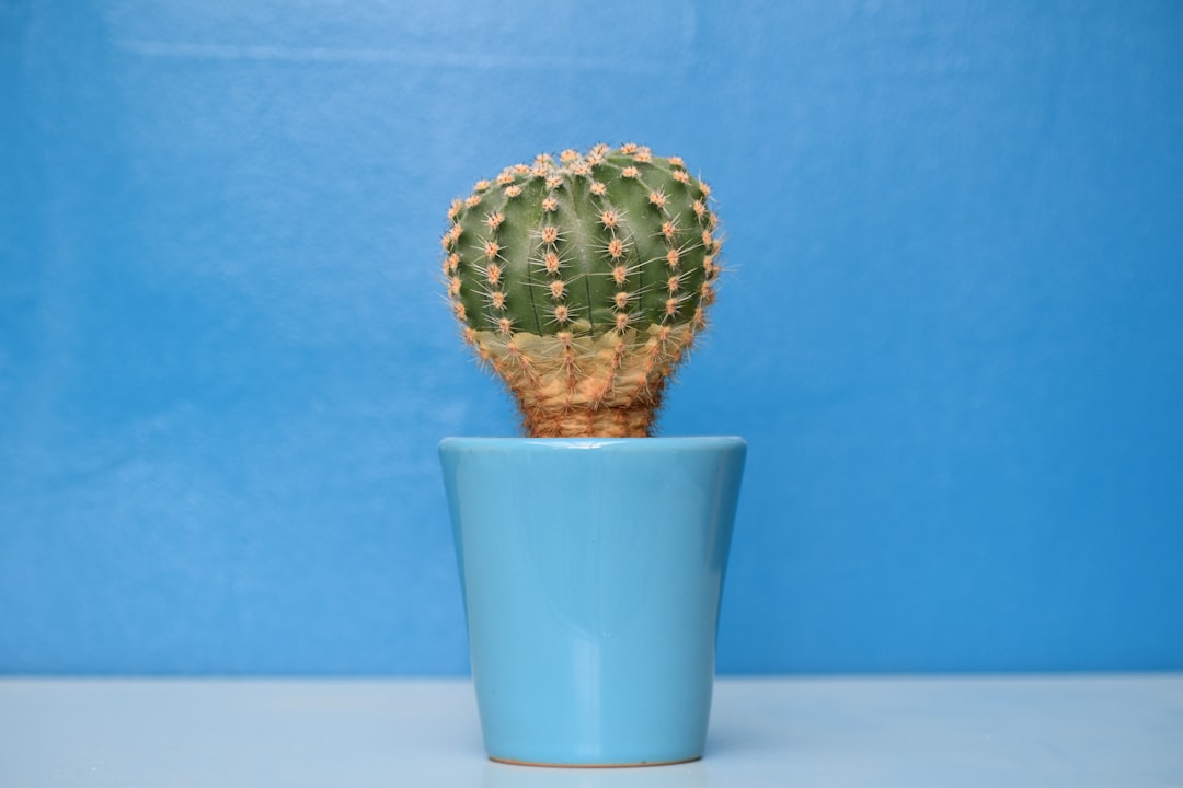 cactus plant on blue ceramic pot