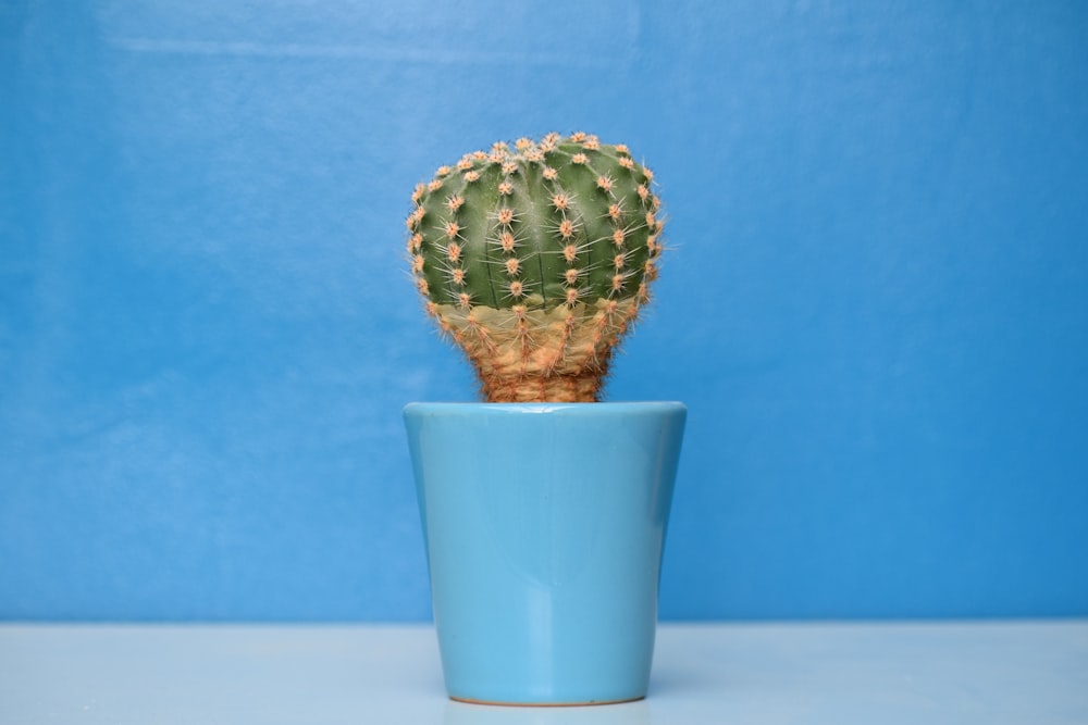cactus plant on blue ceramic pot