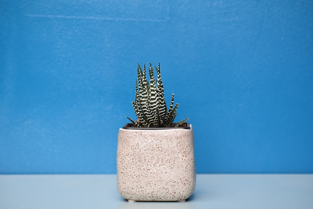 green and white succulent plant with beige pot