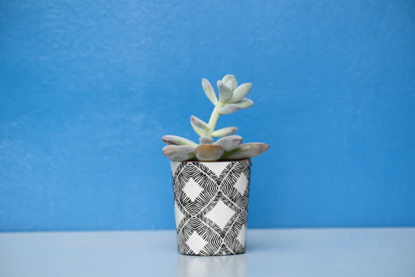 A succulent in a pot