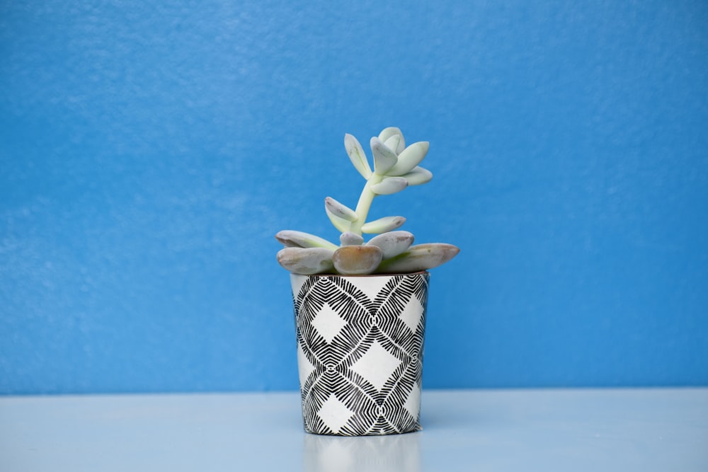 green succulent plant on black and white pot