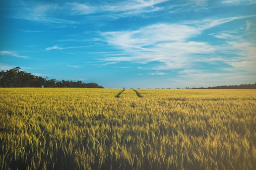 landscape photography of grass field