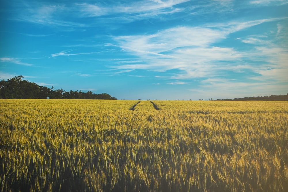 landscape photography of grass field