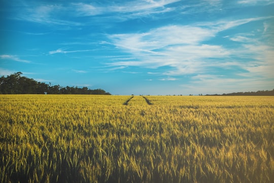 landscape photography of grass field in Leopoldsdorf Austria