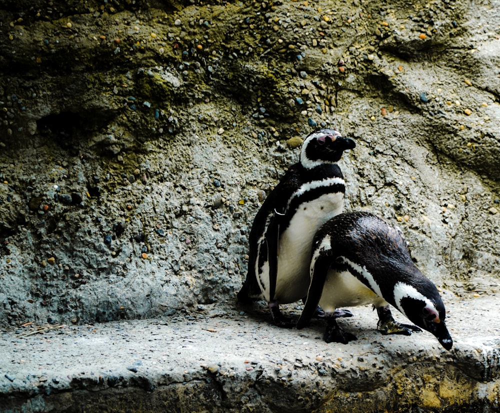 dois pinguins no pavimento de concreto