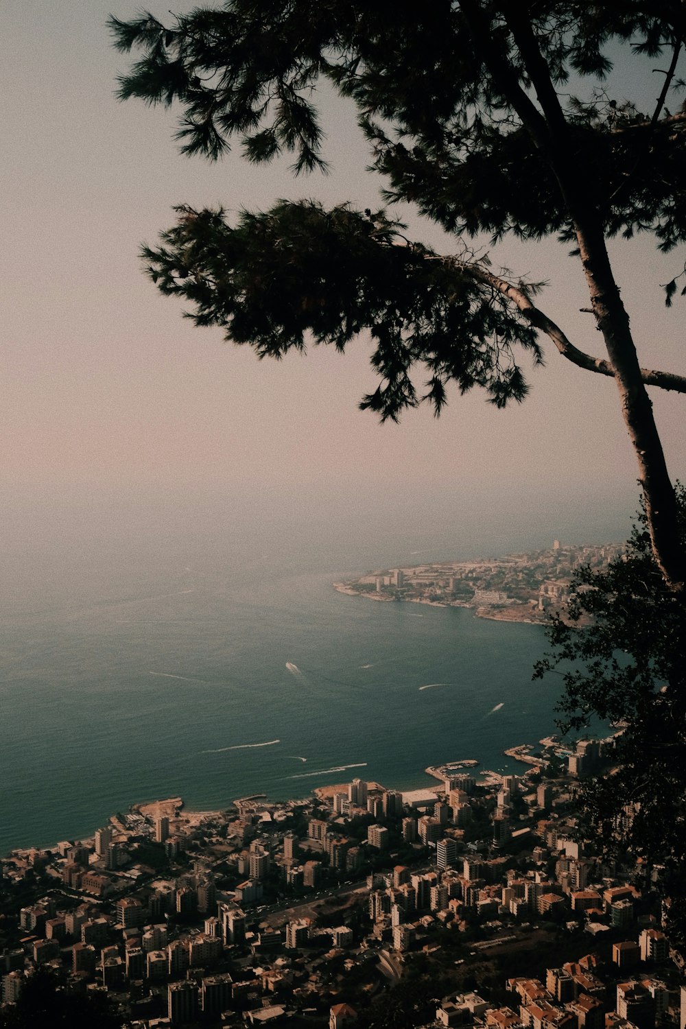 green leafed tree near cliff