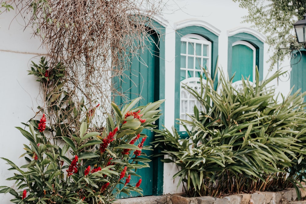 Foto de flores de pétalos rojos cerca de la puerta verde cerrada