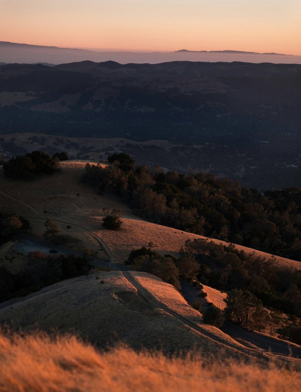 plants and trees on top of the mountain during golden hour