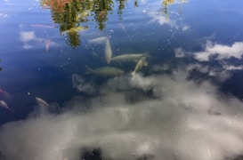 A tranquil water surface with reflections of trees and sky, accompanied by koi fish swimming beneath. The serene aquatic scene features soft clouds mirrored alongside hints of natural greenery.