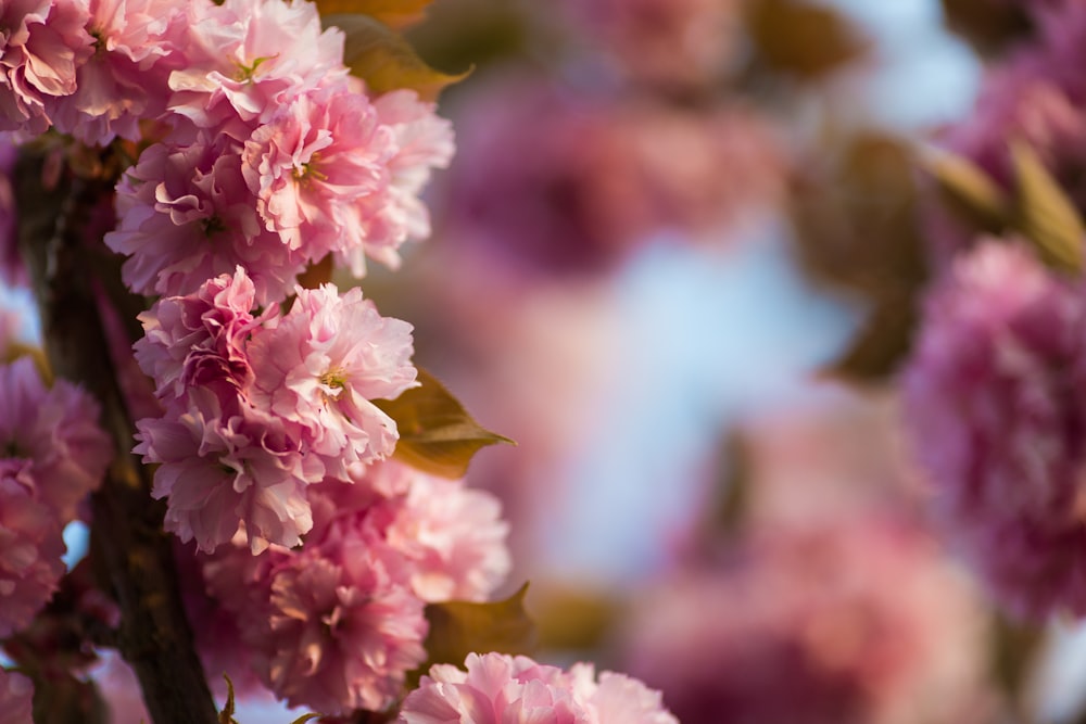 selective photography of pink carnation flowers