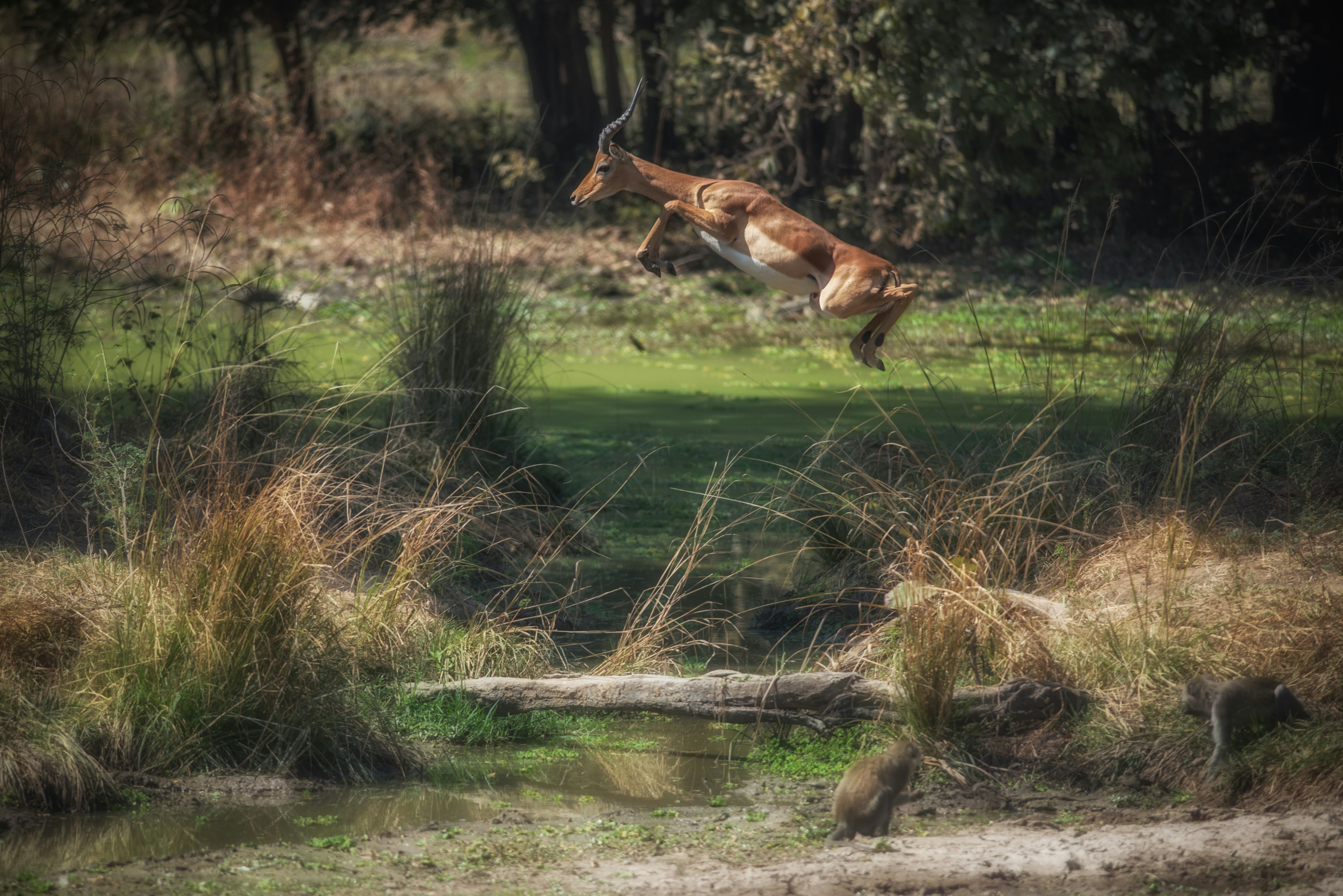 hopping deer on grassfield