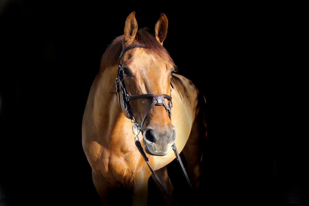 cheval brun dans la chambre noire