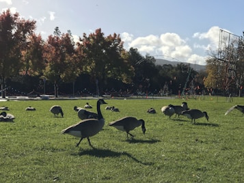 A group of geese grazes on a green lawn under a bright sky with scattered clouds. Colorful autumn trees line the background, adorned with strings of small lights. Some distant hills and a few scattered light poles are visible, creating a peaceful and serene park setting.