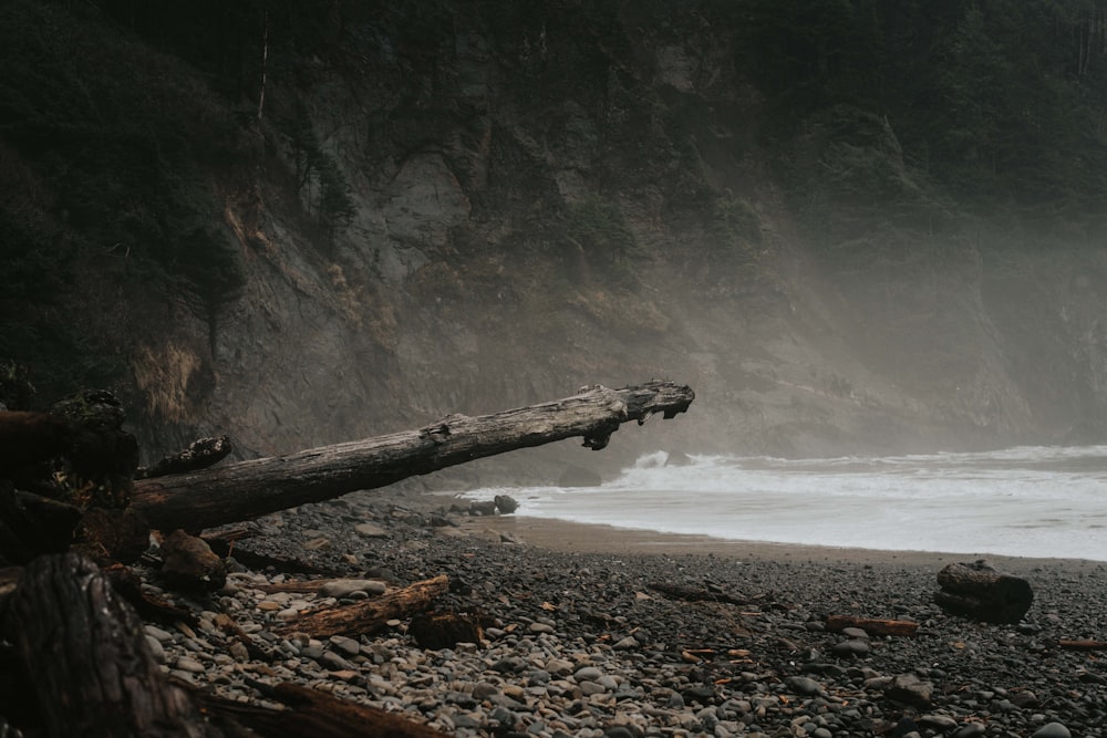 brown tree trunk at the shoreline