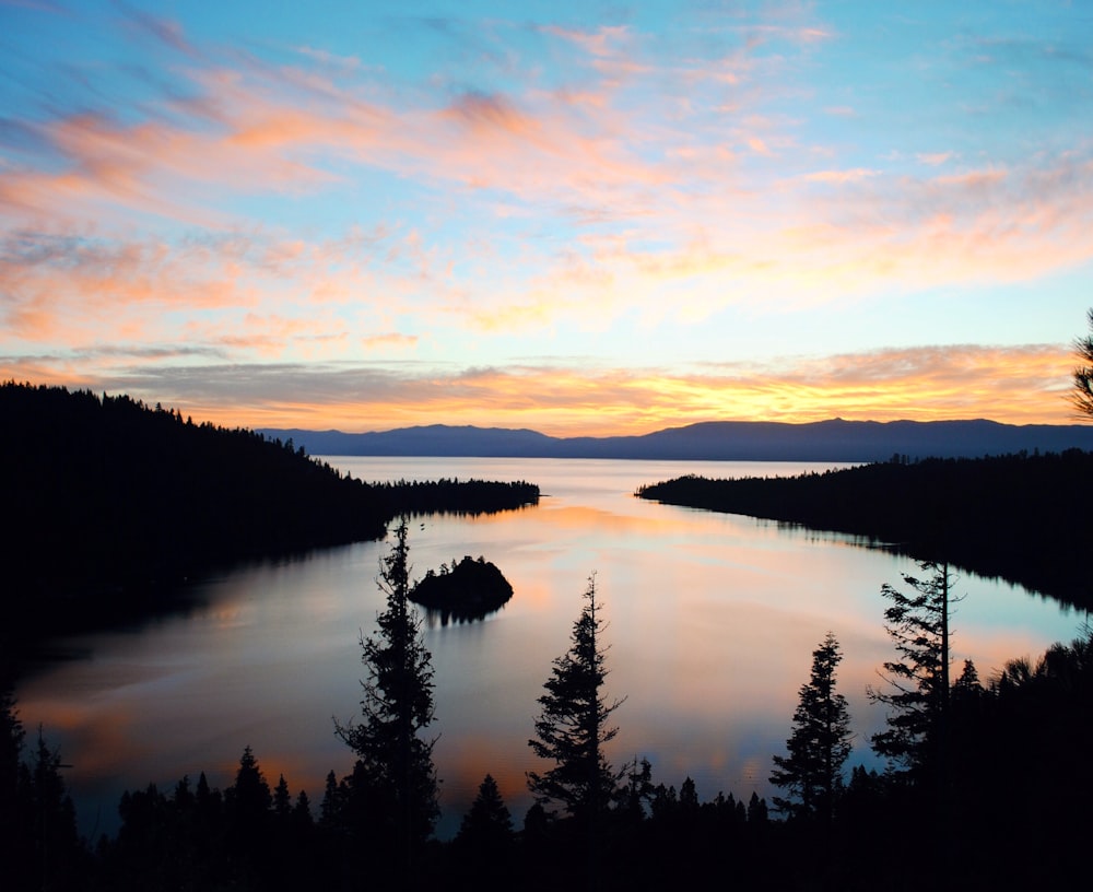 silhouette of green plants surrounding body of water