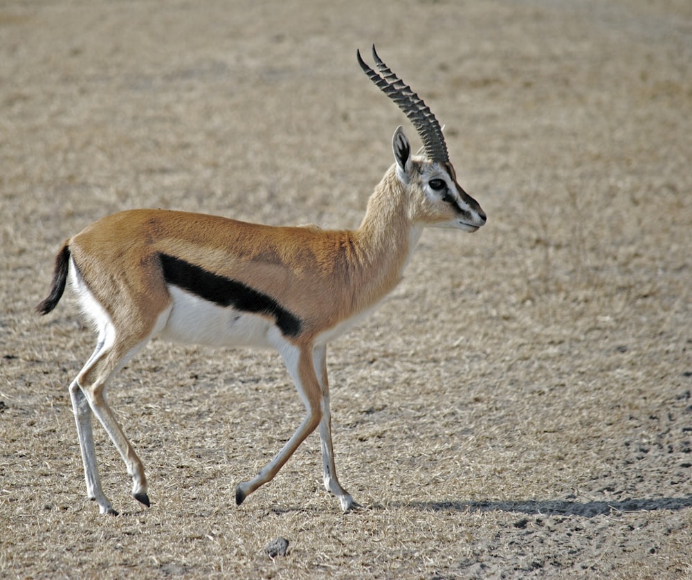 brown, white, and black gazelle on brown sand during daytime