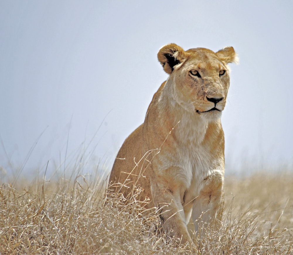 lioness on dried grass