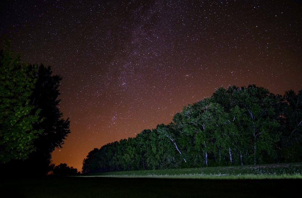O céu noturno está cheio de estrelas e árvores