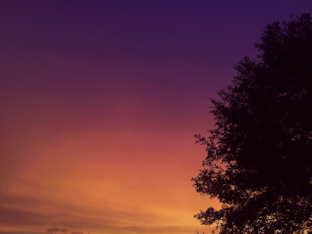 green tree at golden hour