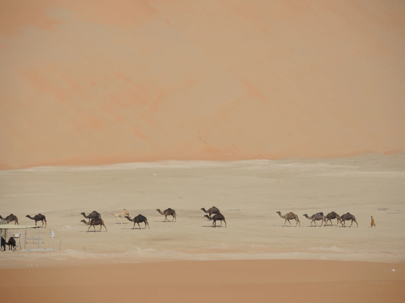 Camellos caminando entre las dunas de Liwa, en el Rub al-Jali, Emiratos Árabes Unidos