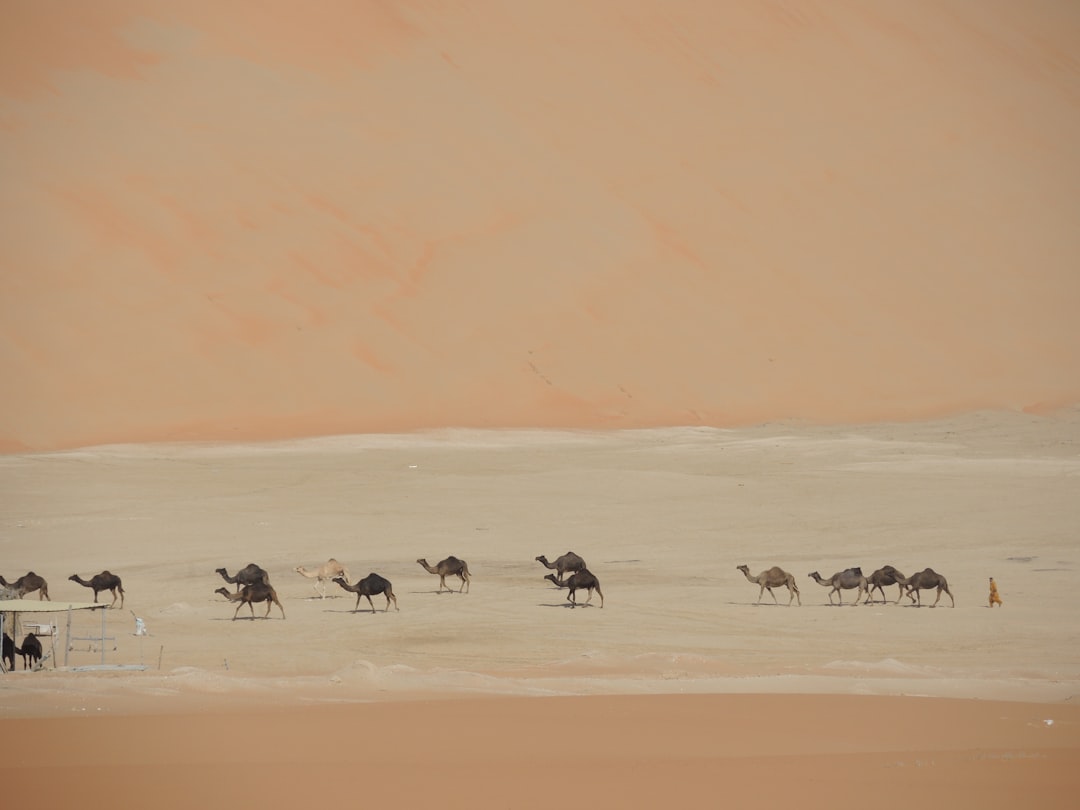 Desert photo spot Liwa United Arab Emirates