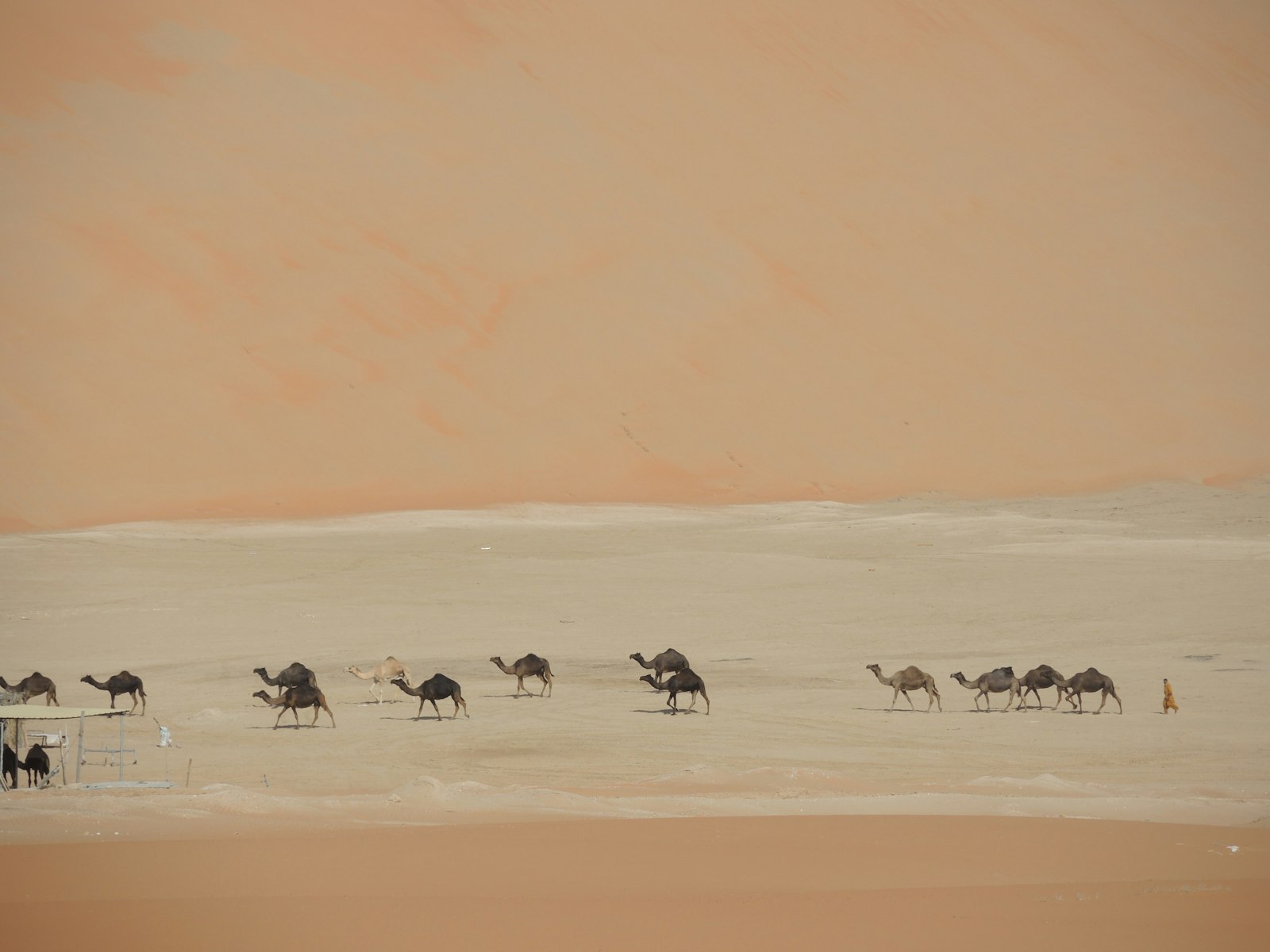 Nikon Coolpix P7800 sample photo. Group of camels walking photography