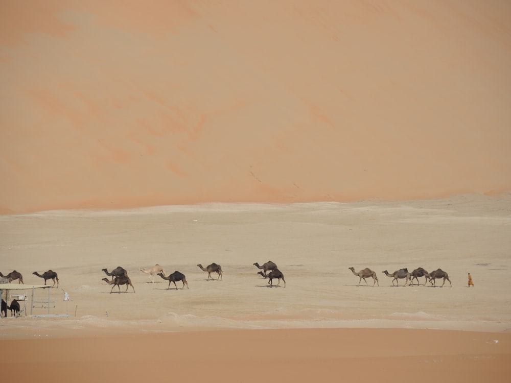 昼間の砂漠の湖を歩くラクダの群れ