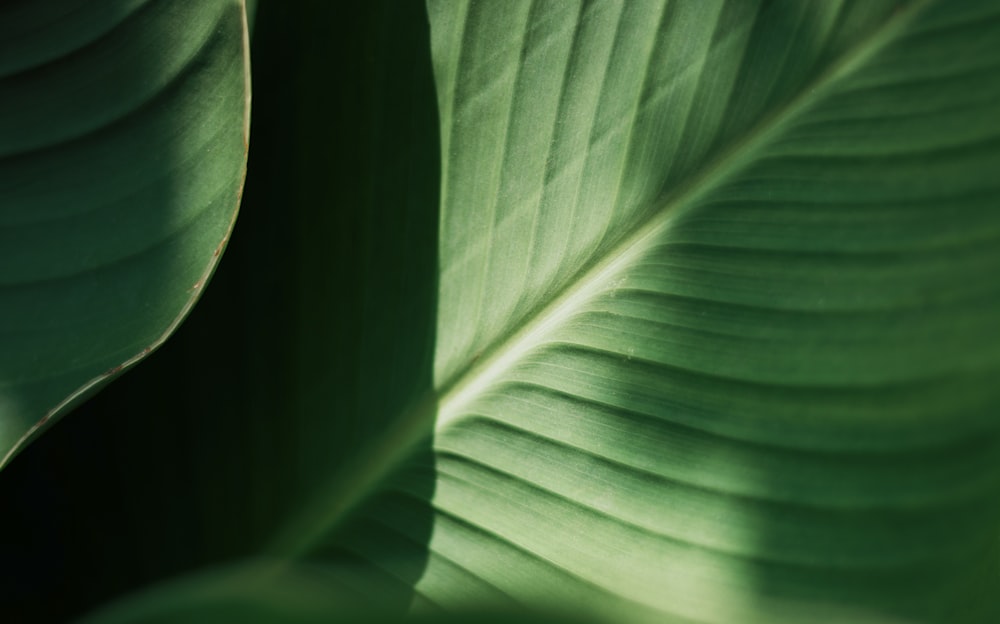 green leaf