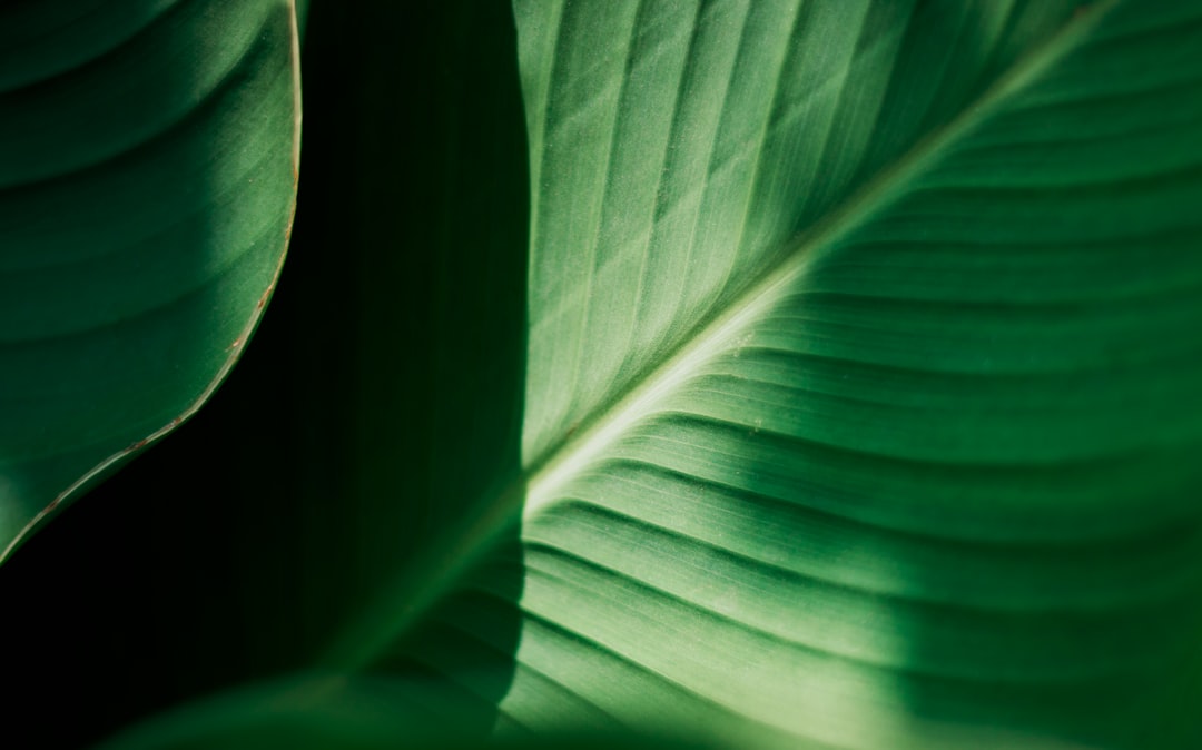 green leaf