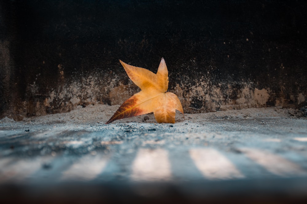 shallow focus photography of dried maple leaf