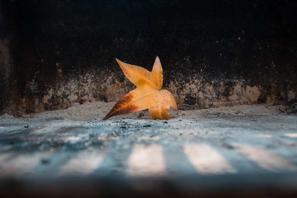 Fotografía de enfoque superficial de hoja de arce seca