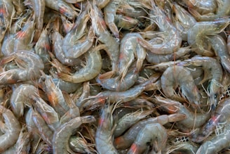 a bunch of shrimp that are laying on the ground