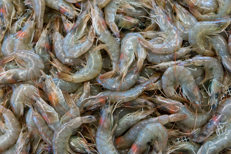 Frozen Shrimp