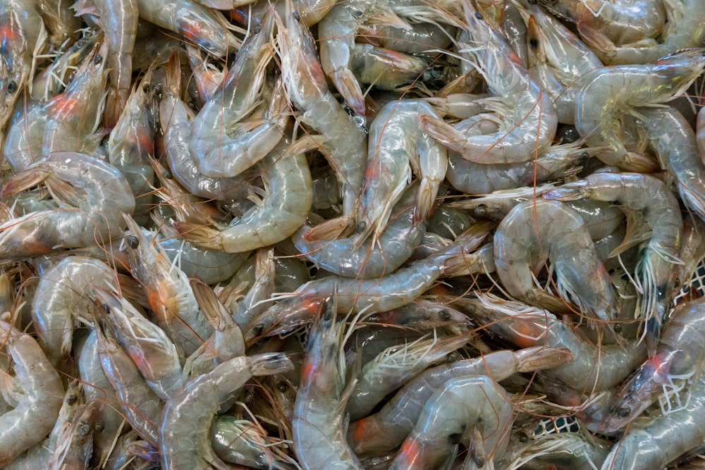 a bunch of shrimp that are laying on the ground