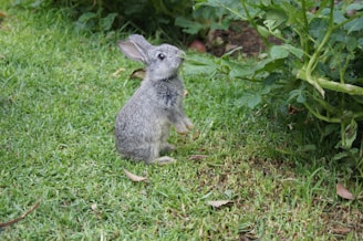 A small gray rabbit stands on its hind legs on a patch of green grass, looking upward towards some leafy plants. The setting appears to be a garden or grassy area, with leaves scattered around the rabbit.