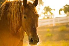 Ground-based equine counselling session